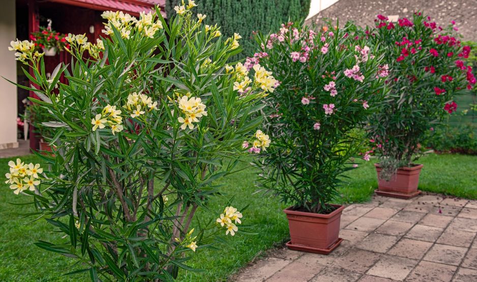 oleander