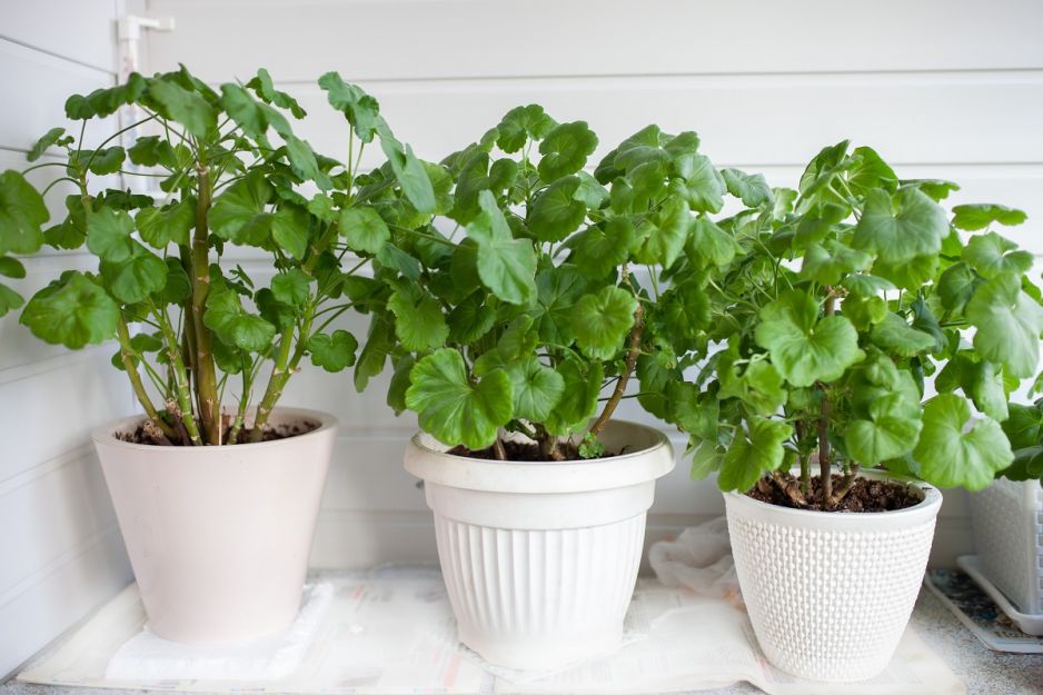 pelargonie
