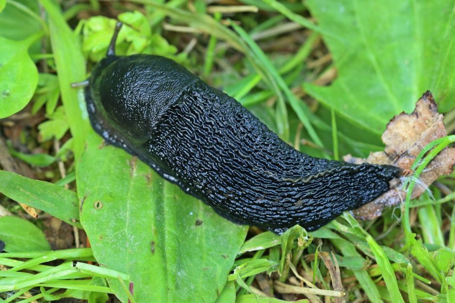 ślimaki