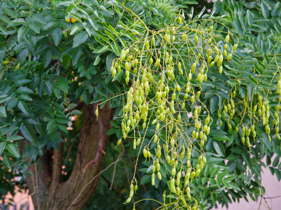 perełkowiec japoński