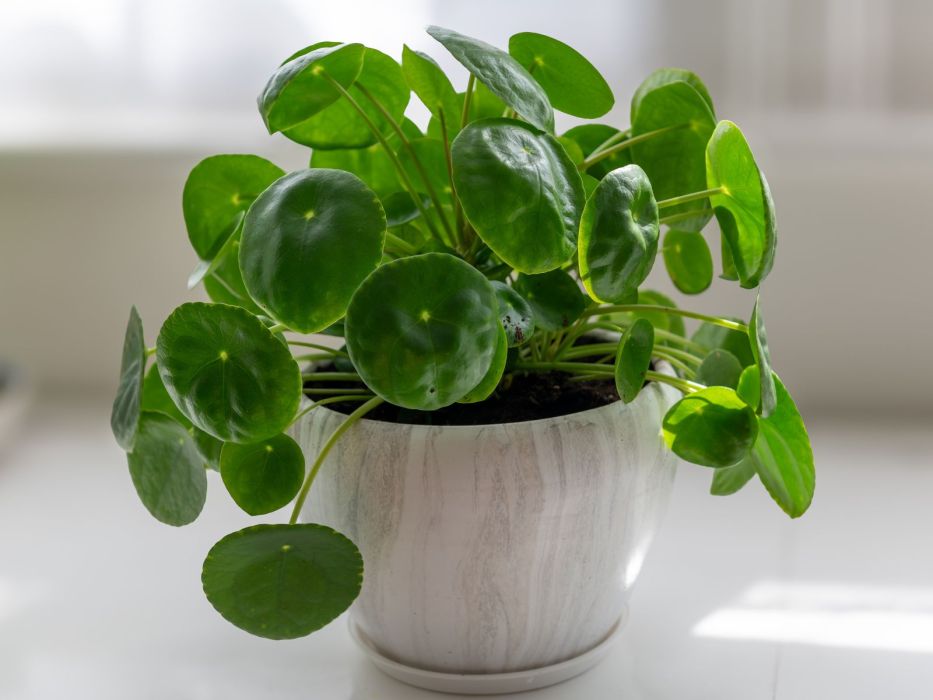 Pieniążek, roślina