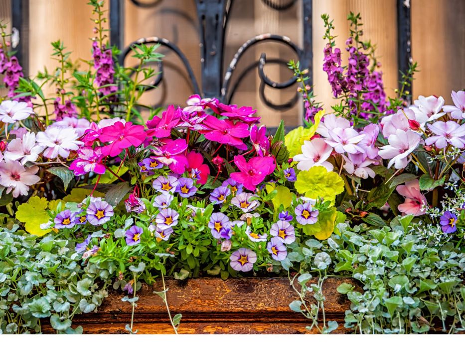 Kwiaty doniczkowe na parapecie