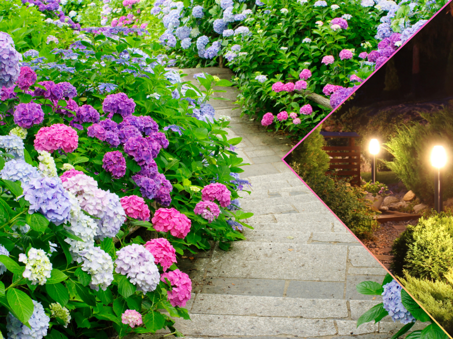 solarne hortensje do ogrodu