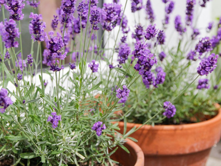 Kwitnąca lawenda w doniczce