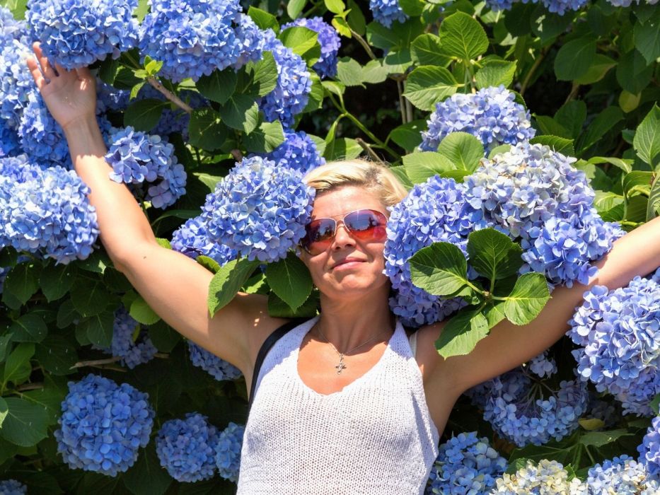 niebieskie hortensje