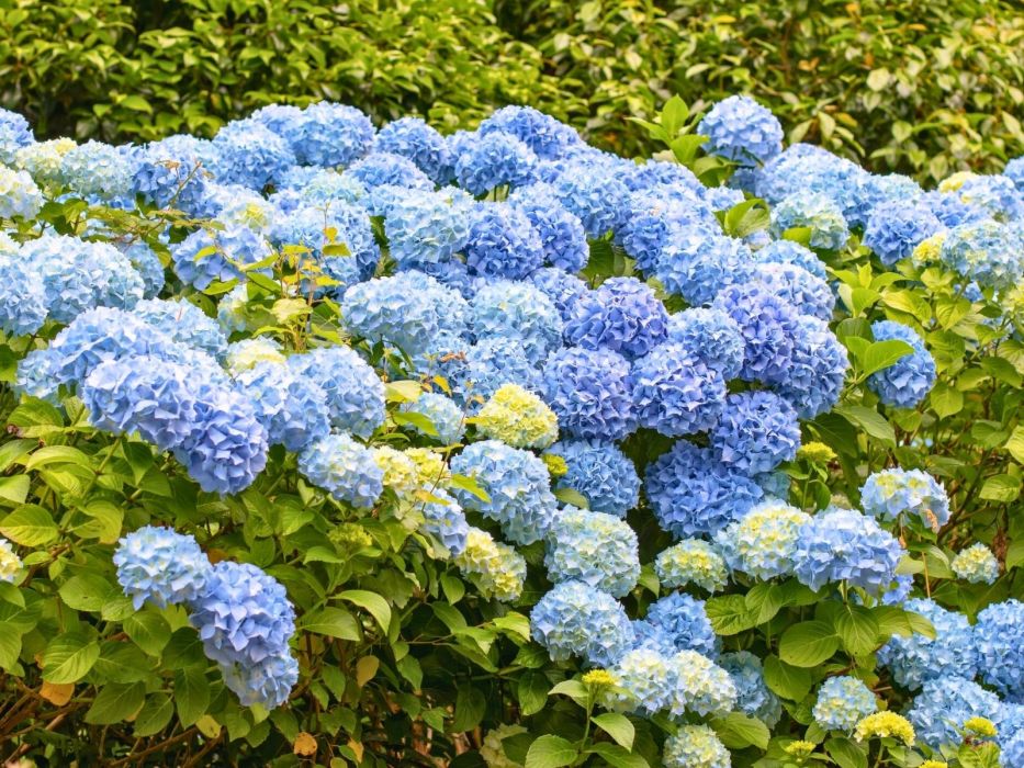 niebieskie hortensje