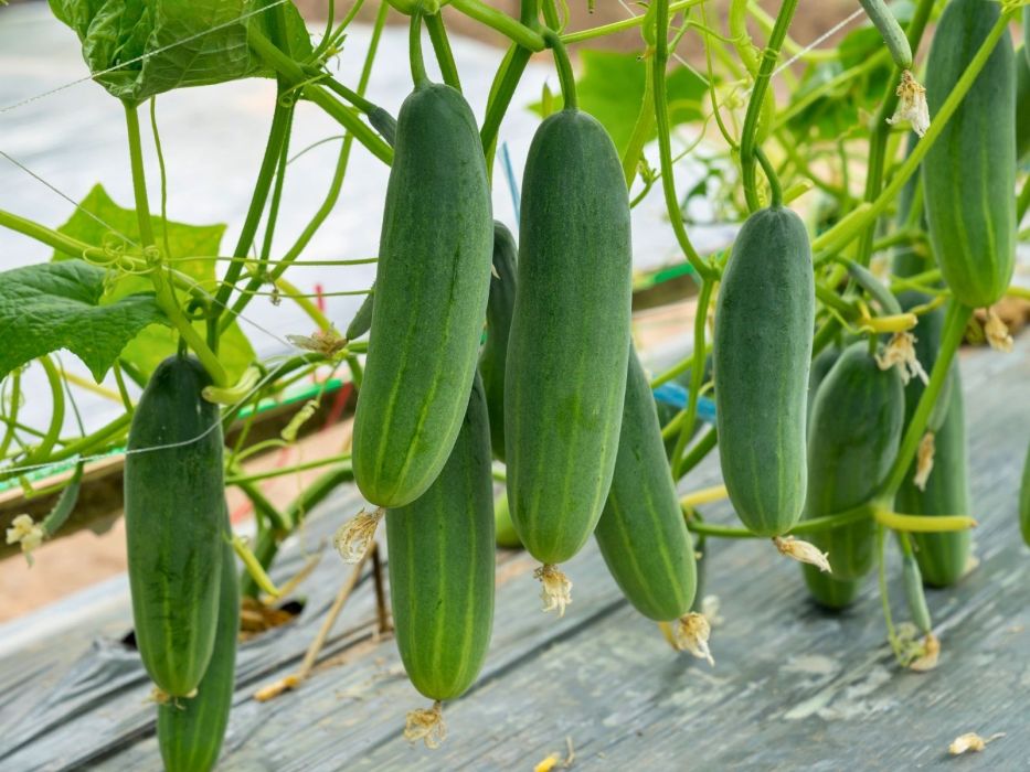 ogórki w szklarni