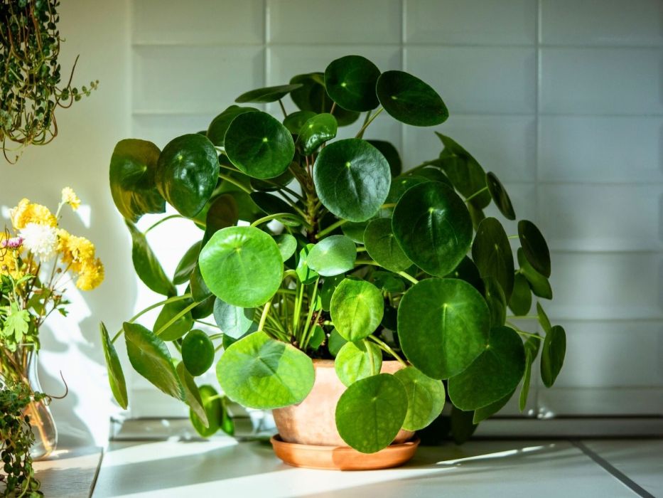 pieniążek w doniczce