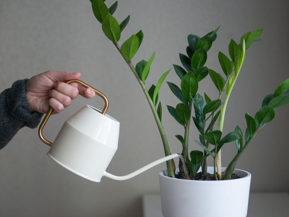 Podlewanie zamiokulkasa