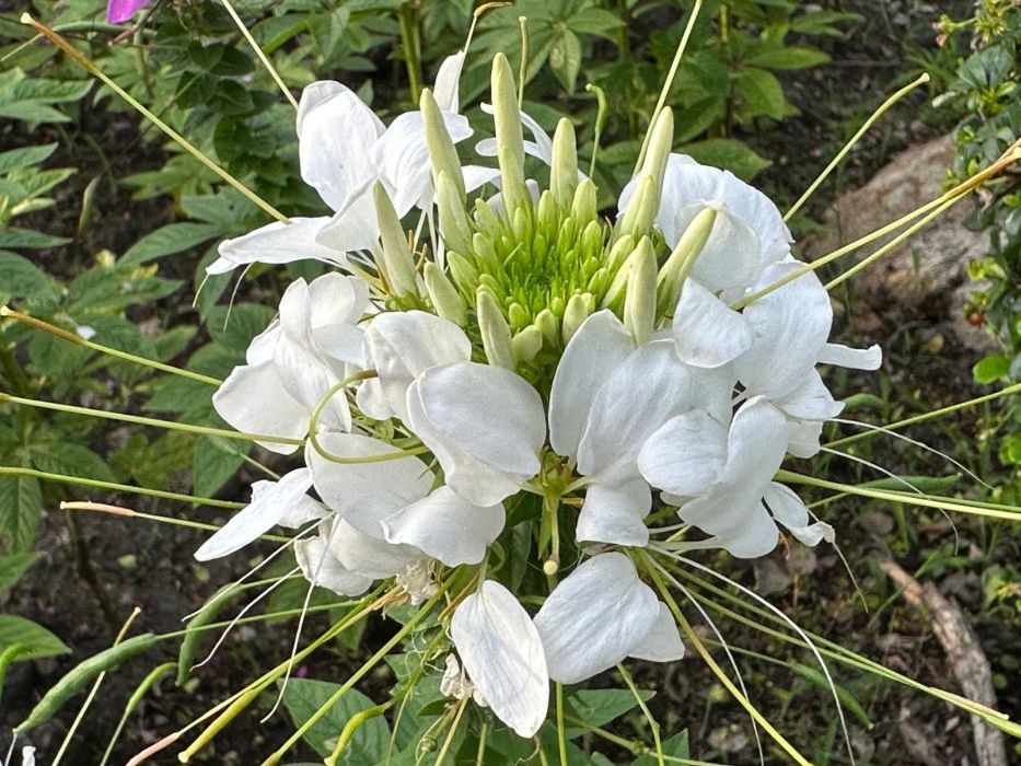 kleome ciernista wąsy dziadka