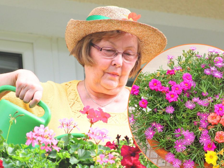 kwiaty na balkon, portulaka
