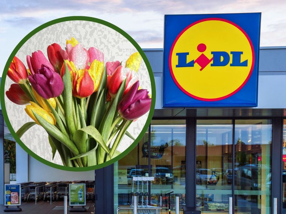 lidl tulipany, tulipany lidl