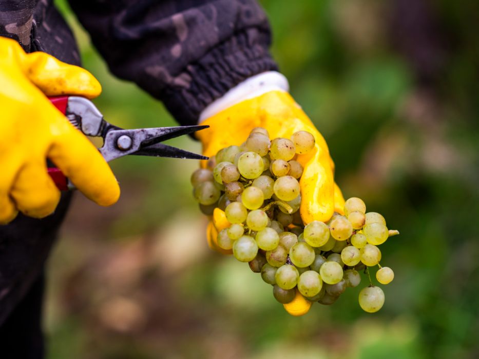 Przycinanie winogron