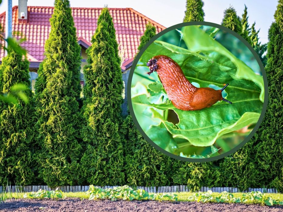 ślimaki w ogrodzie, tuje na ślimaki
