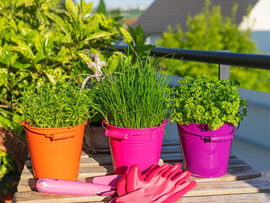 Ta przenośna szklarnia z Lidla jest pełna BIO nasion
