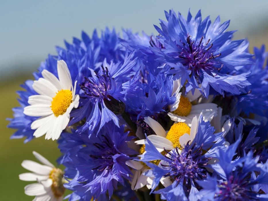 Te włoskie perfumy pachną jak alpejska łąka