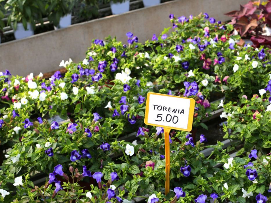 Torenia zamiast Bratków na balkon w marcu