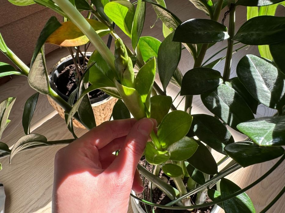 zamiokulkas nowe pędy