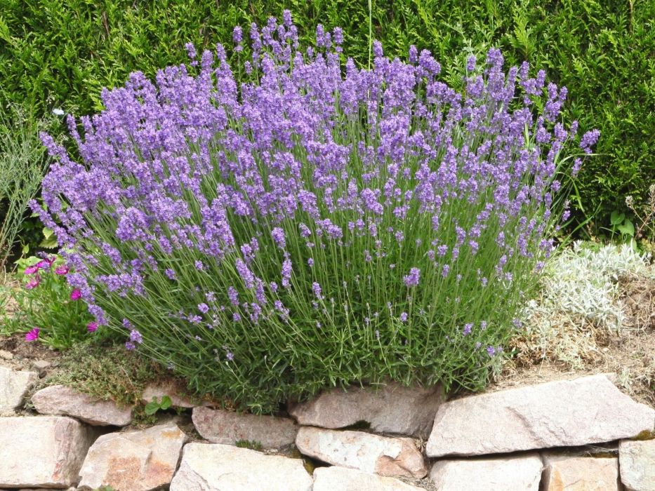 cięcie lawendy w marcu