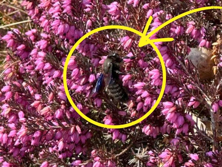 czarna pszczoła w Polsce zadrzechnia fioletowa
