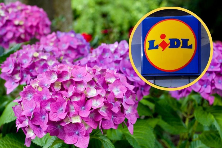 Donica ryflowana dla hortensji bukietowej