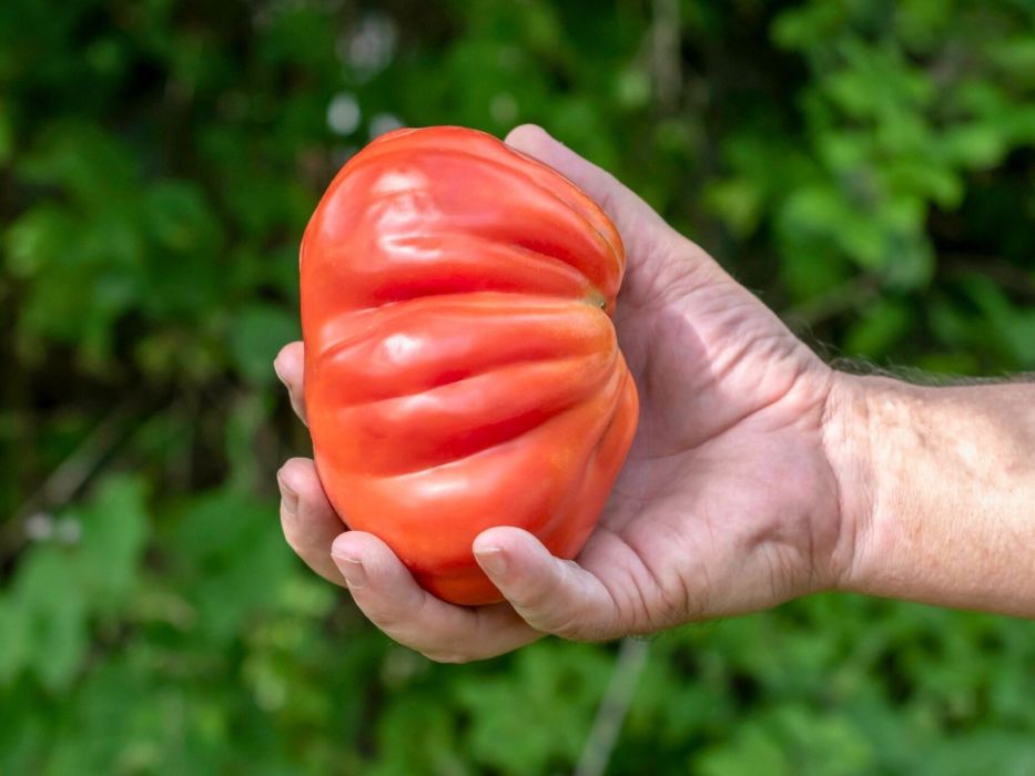 pomidory bawole serce