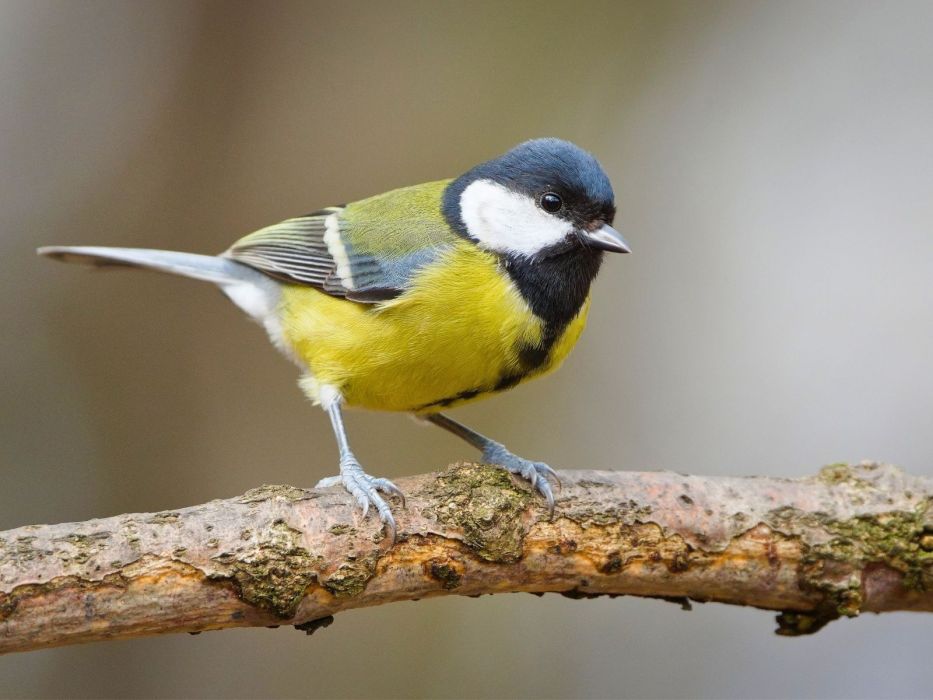 sikorka, poidło dla ptaków Sinsay