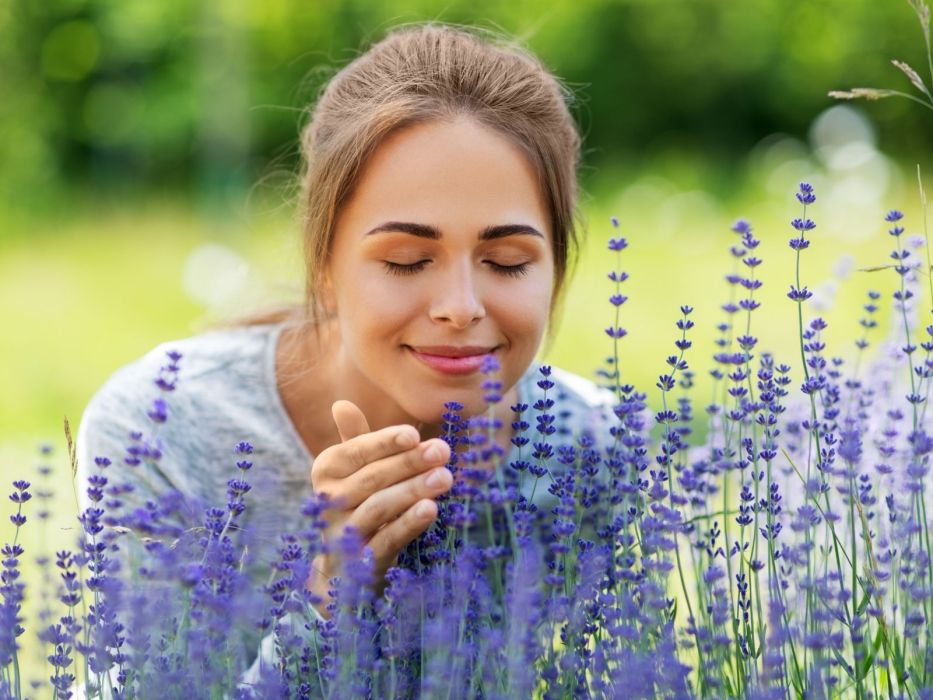 lawenda nawóz na wiosnę