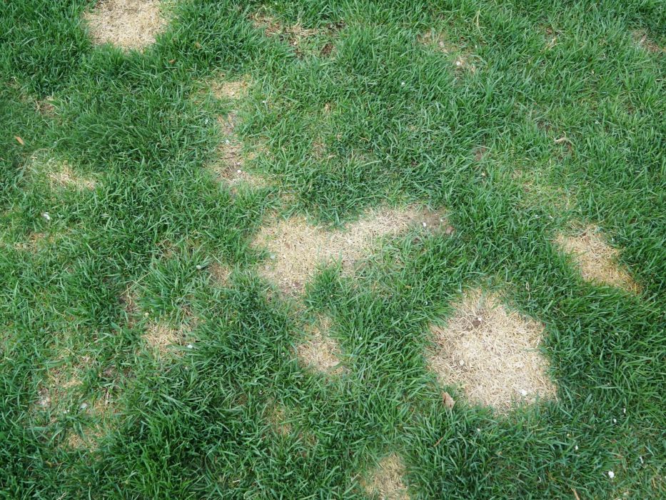 pędraki na trawniku