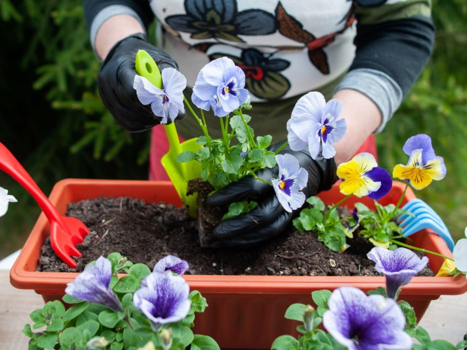 sadzenie bratków, czyszczenie doniczek