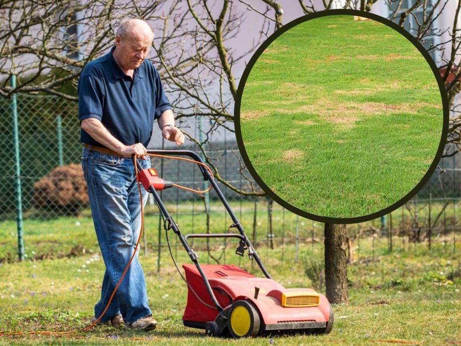 żółte plamy trawnik