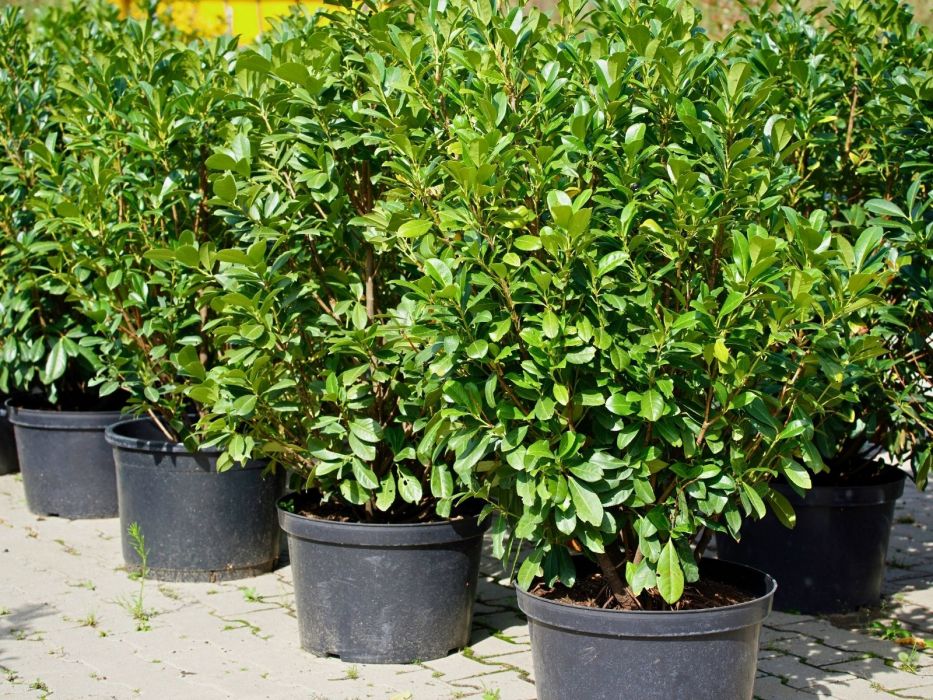 drzewko całoroczne na balkon laurowiśnia