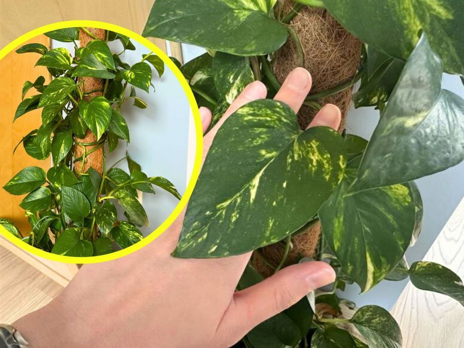 epipremnum złociste