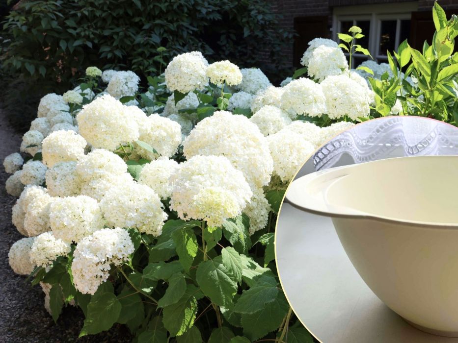 hortensje domowy nawóz