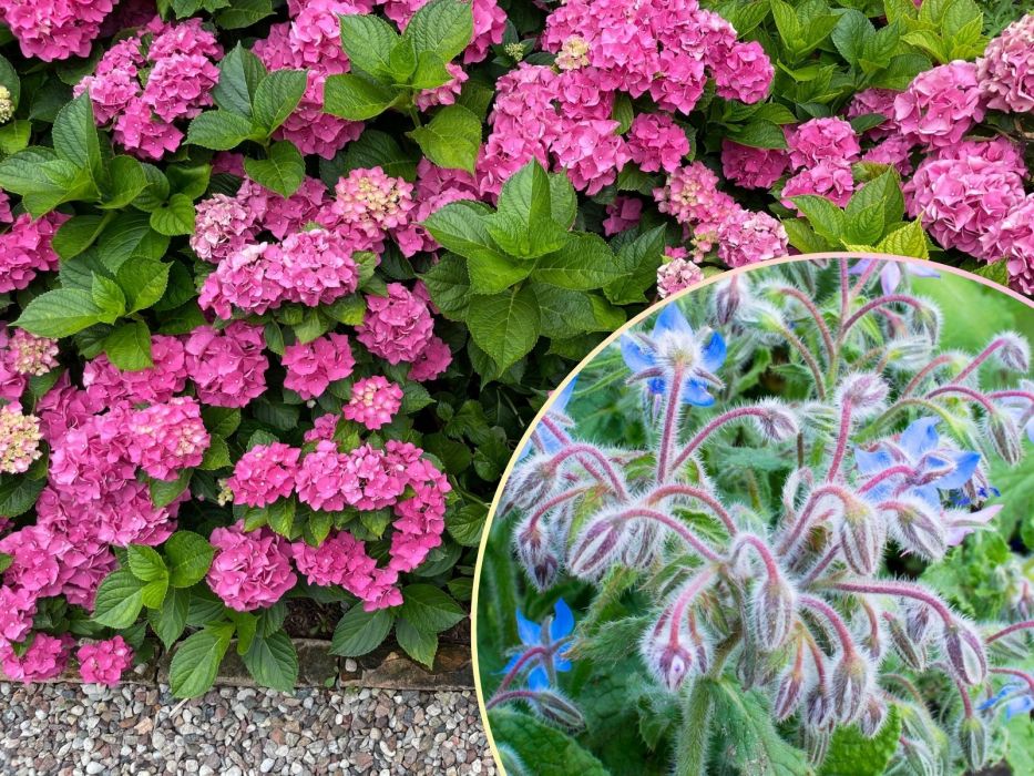 hortensje ogórecznik nawóz