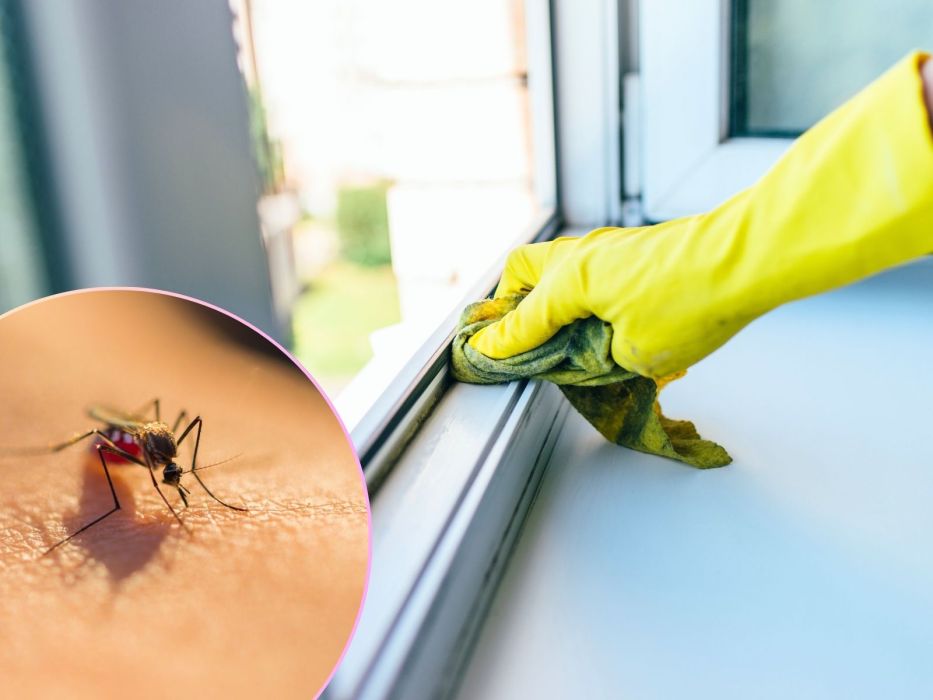 komar muchy domowy trik