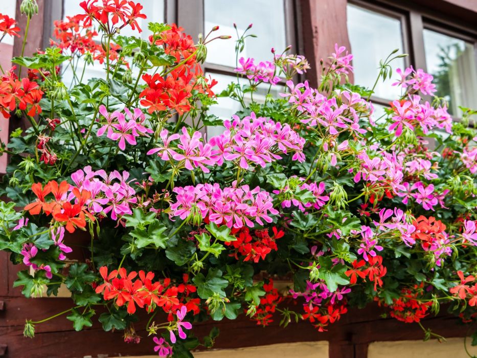 pelargonia bluszczolistna