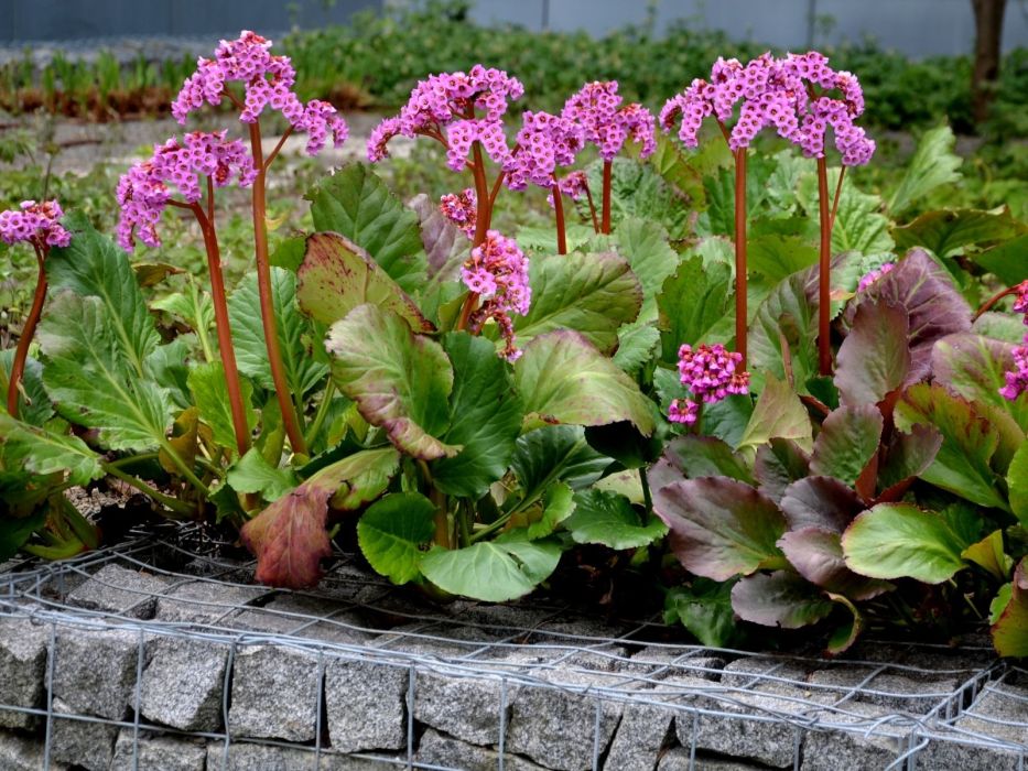Bergenia