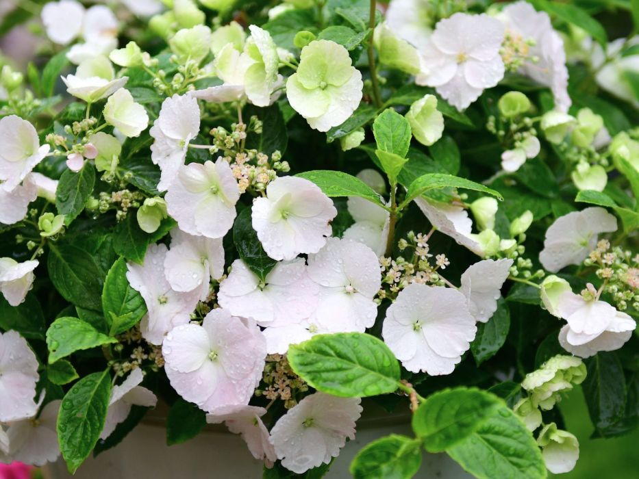 hortensja