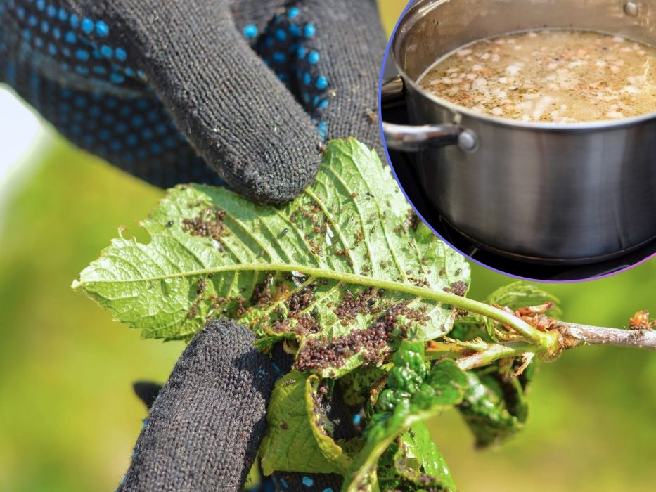 mszyce majeranek domowy oprysk żurek