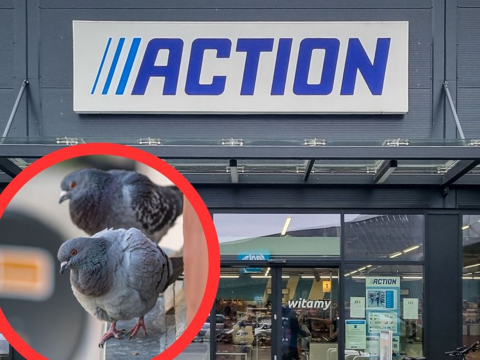 Odstraszacz na gołębie