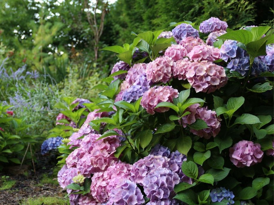 Przesadzanie hortensji