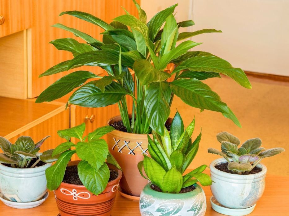 skrzydłokwiat nawóz