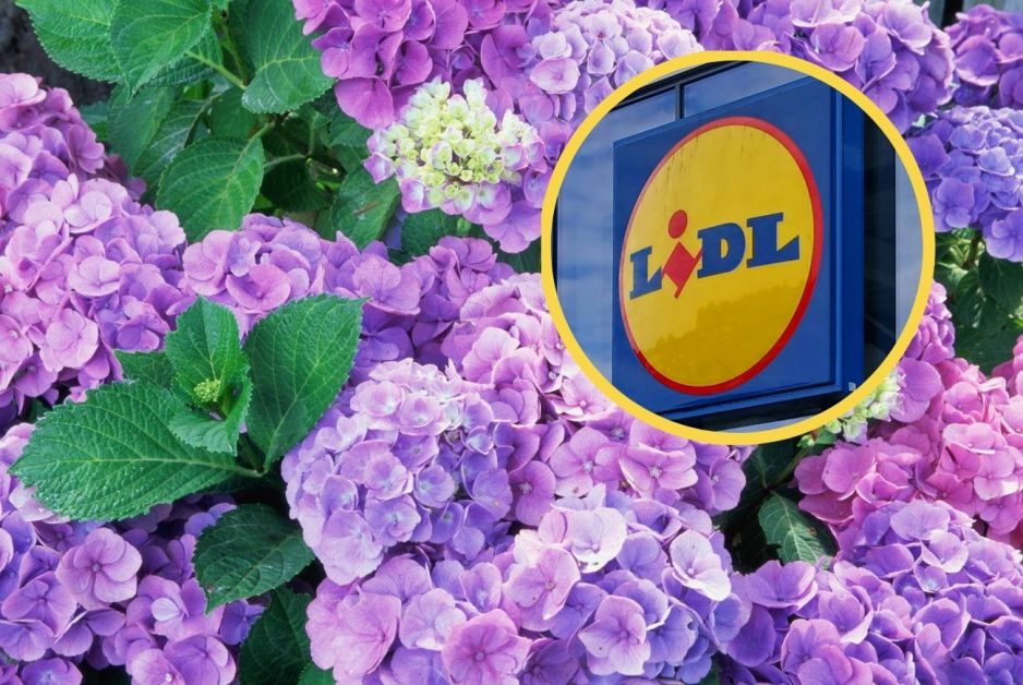 Solarne hortensje do ogrodu