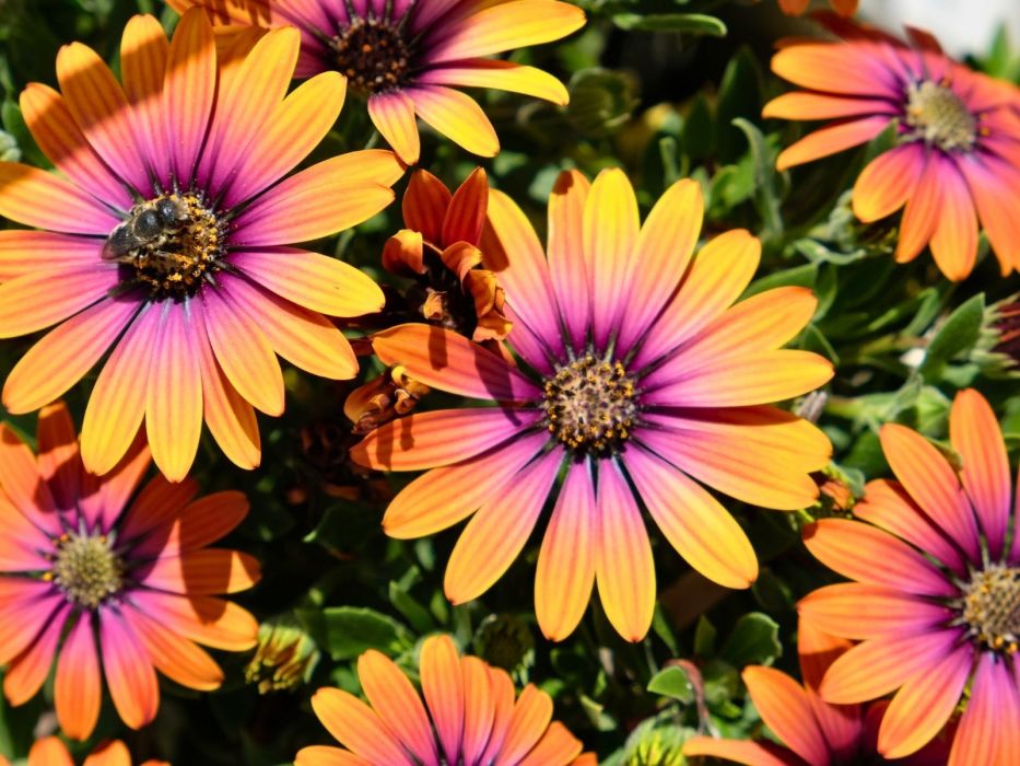 stokrotka afrykańska