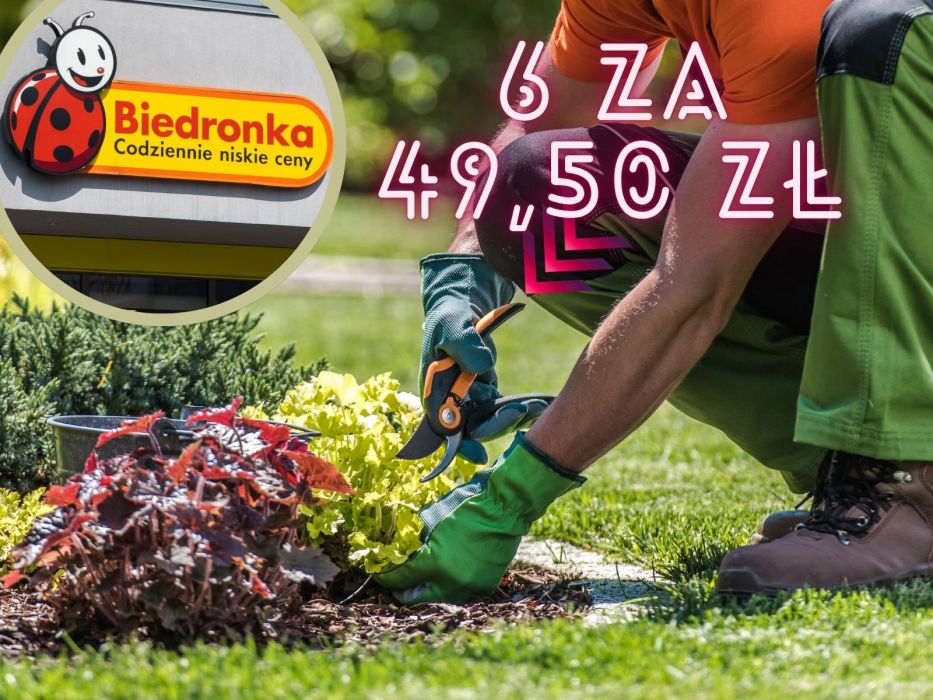 Zestaw narzędzi Biedronka