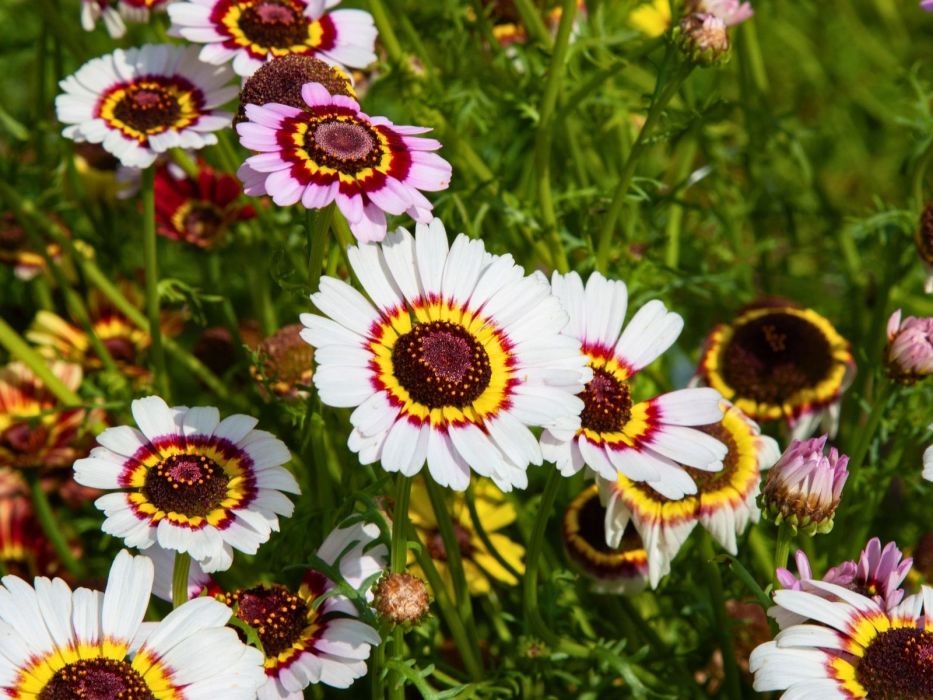 złocień trójbarwny