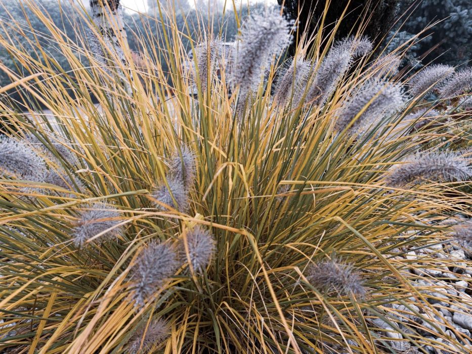 Rozplenica japońska