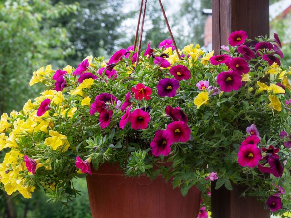 Surfinia to ideał na południowy balkon