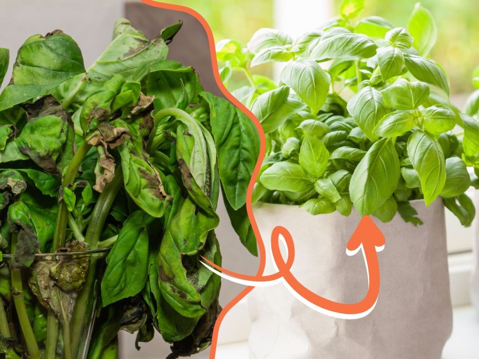 Zwiędnięta bazylia ze sklepu